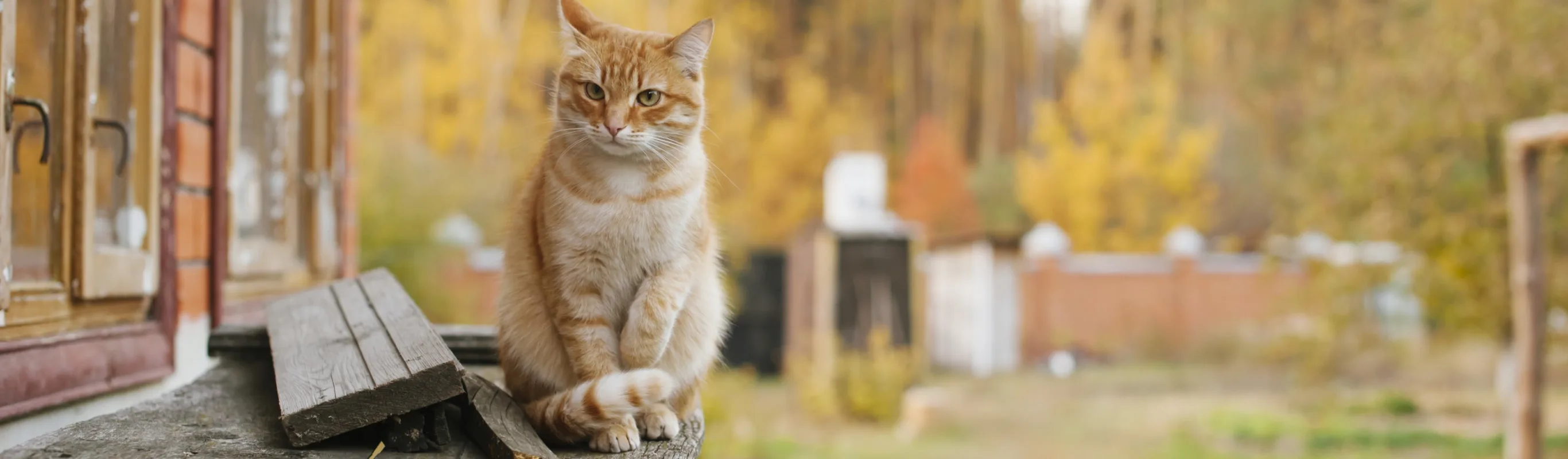 Tabby white cat sitting on top of an old table outside a cabin